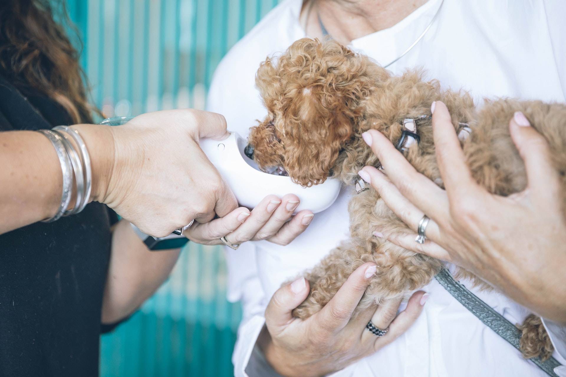 Two ladies feeding a dog - Darren Yaw released