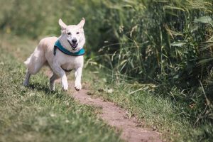 White dog with teal collar running outside - Darren Yaw Wife